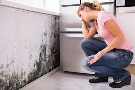 Why You Should Choose Our Mold Remediation Services in Parma Heights, OH